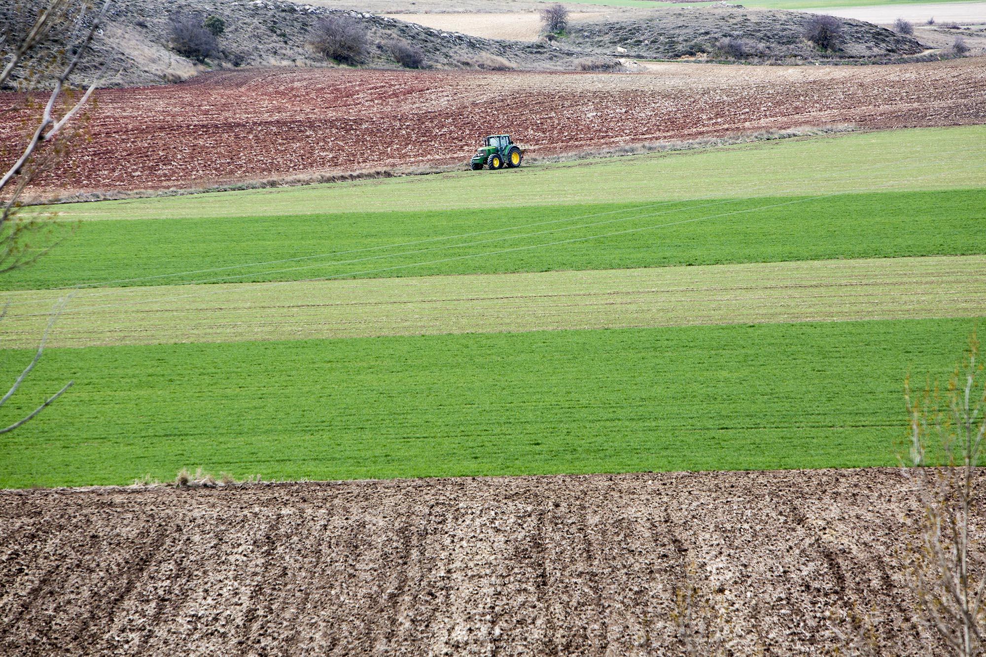 Conquezuela sembrado